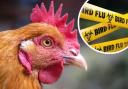 Outbreaks of bird flu confirmed across Tynedale and Northumberland