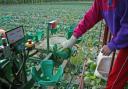 The Government is being urged to act now to safeguard the future of the horticulture sector