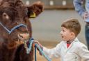 ‘Just a Boy and his Bull’ -  Young George Barker, 6, from Kirbymoorside, giving final instructions to his bull in the young handler classes at Rising Stars Beef Shorthorns Calf Show, Thirsk Mart on Sunday.