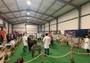 'We can't wait to be back' Alpaca show organisers 'pleased' with second show success