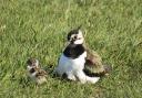 Lapwings at RSPB Oronsay Nature Reserve, which are among the species which have seen a major decline in numbers