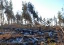 Partially cleared plantations in Northumberland following the devastation of Storm Arwen