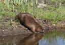The report says the protected status of beavers should be reviewed