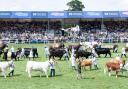 Calls are being made for Royal Highland Show entries