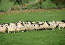 For mobs of an even weight and size, a minimum of 36 lambs should be weighed in one session, with the three lightest and the three heaviest removed from the group