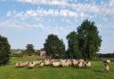 A Shropshire flock