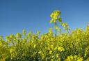 Treatments have been used on oilseed rape crops