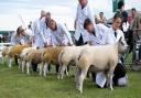 Beltex class at this year's Great Yorkshire Show