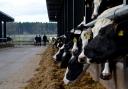Feed costs have remained high for dairy farmers