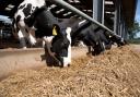 Holstein dairy cows eating silage