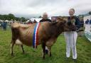 Jersey  Interbreed Supreme Dairy Champion presented by J L Shaw and Son
