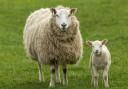 Forage sampling is recommended to help maintain health of ewes and lambs