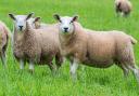 Sheep farmers urged to monitor worm levels carefully