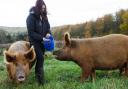 Elli checking and feeding the Tamworth Pigs on the Lowther Estate