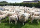 Vet urges sheep farmers to be vigilant for bluetongue virus