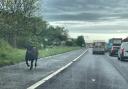 Cattle on the A1 this morning near Durham.