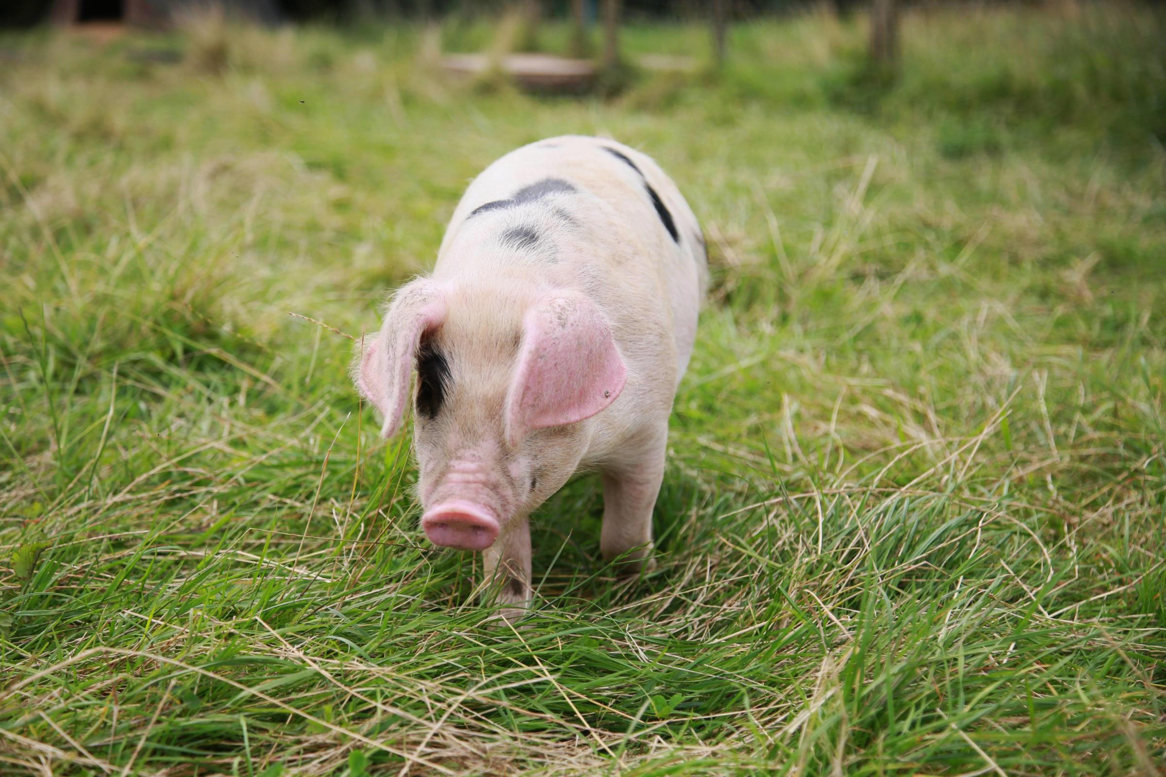 Pig Breeder Mandy Garbutt is a small scale farmer she is worried about the damaging impact that small abattoirs closing in the patch is having on small breeders like herself Picture: SARAH CALDECOTT