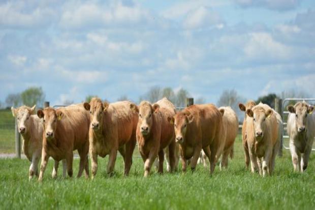 No need to reduce cattle herds to meet Cop26 target, NFU says