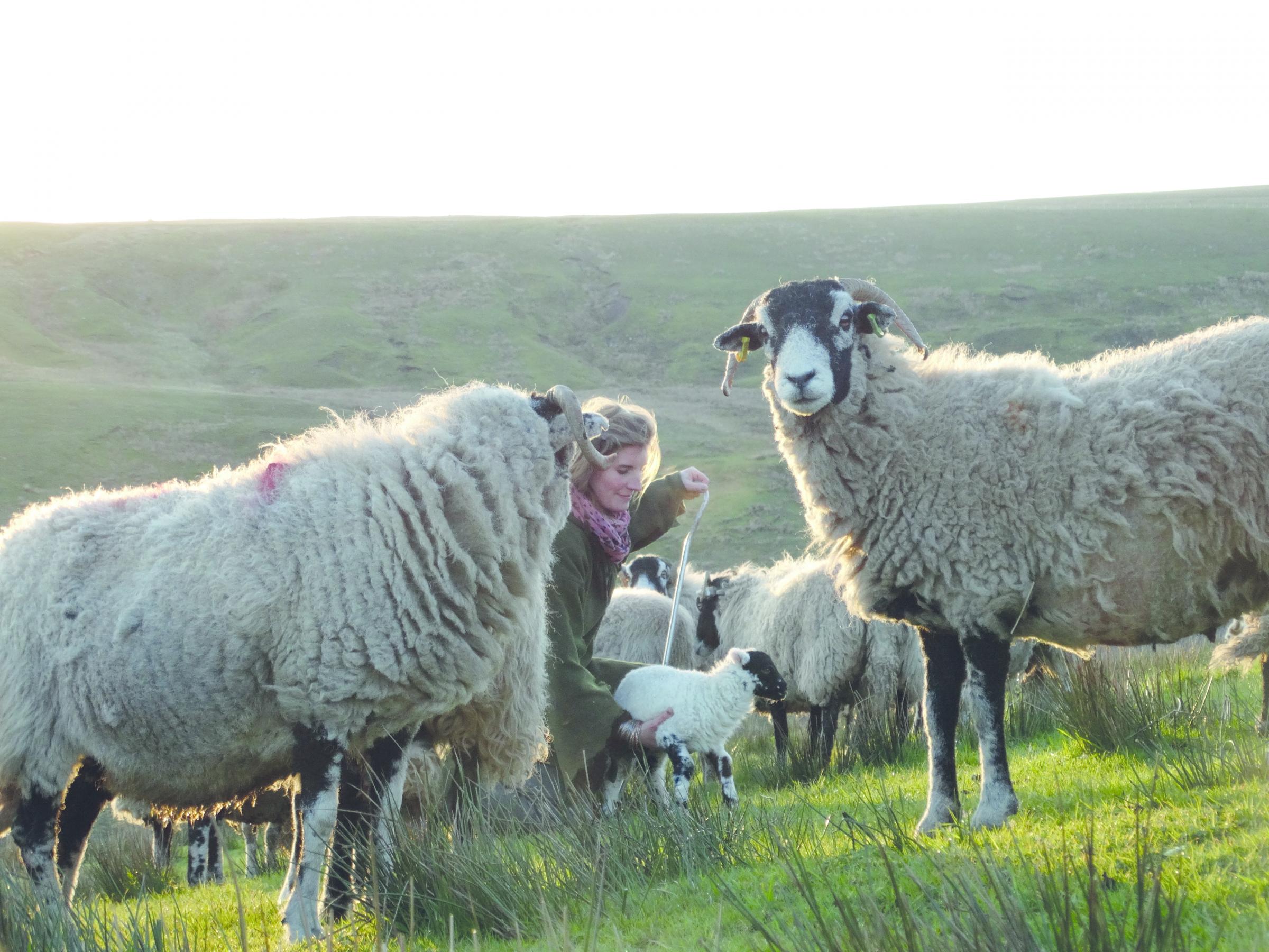 Its all about sheep, Amanda Owen