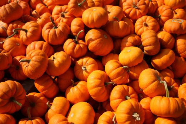 The Northern Farmer: Pumpkins (Canva)