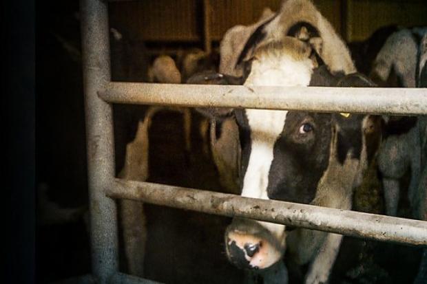 Panorama has focussed on the dairy industry (Pic: BBC)