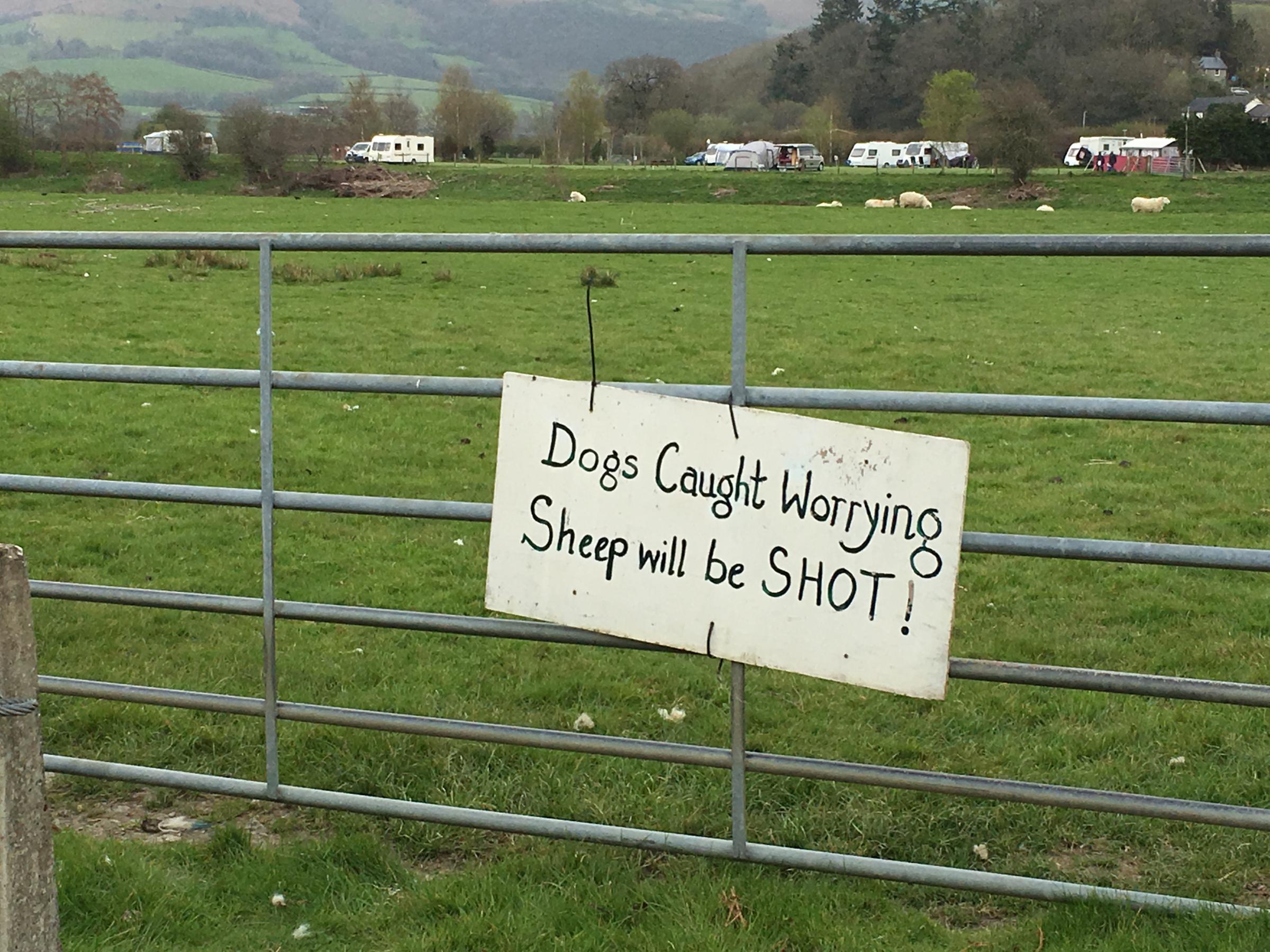COUN0068 Your dog could be shot if found amongst sheep Dogs on lead 