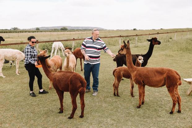 ALPACAS: Families are invited to interact with the alpacas