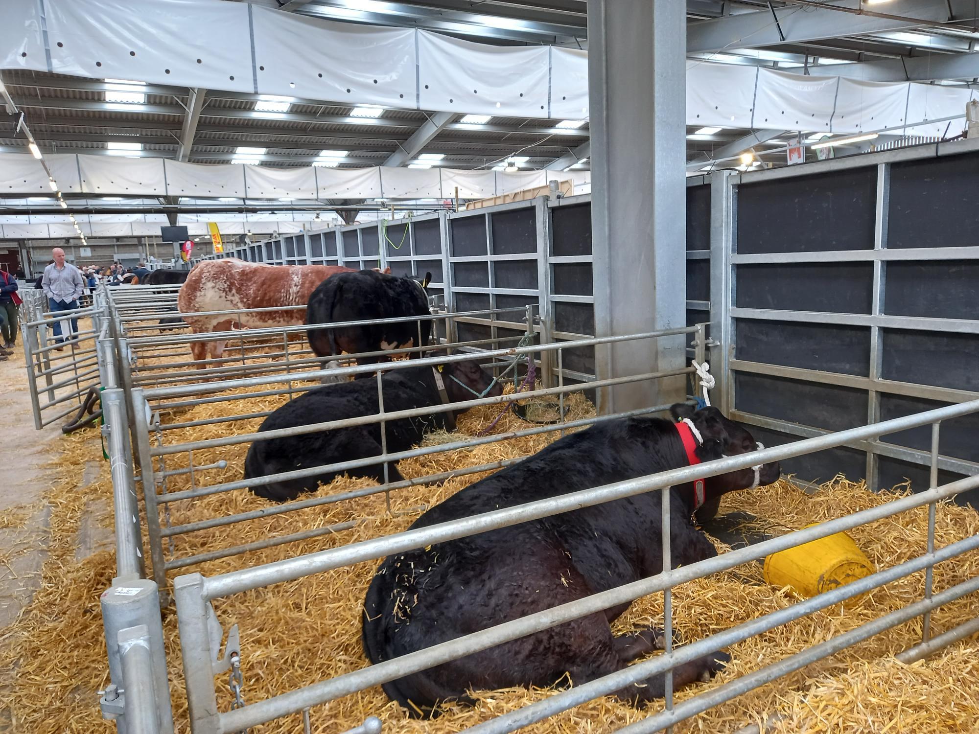 Cattle in the National Commercial Cattle Show