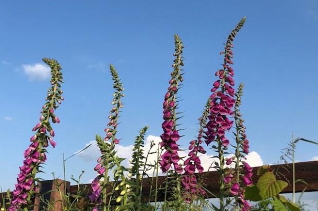 Foxgloves stand tall against a summer sky, by Rosemary Garner