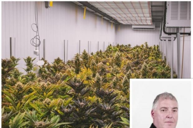 A generic picture of a cannabis farm and (inset) Loftus councillor Tim Gray