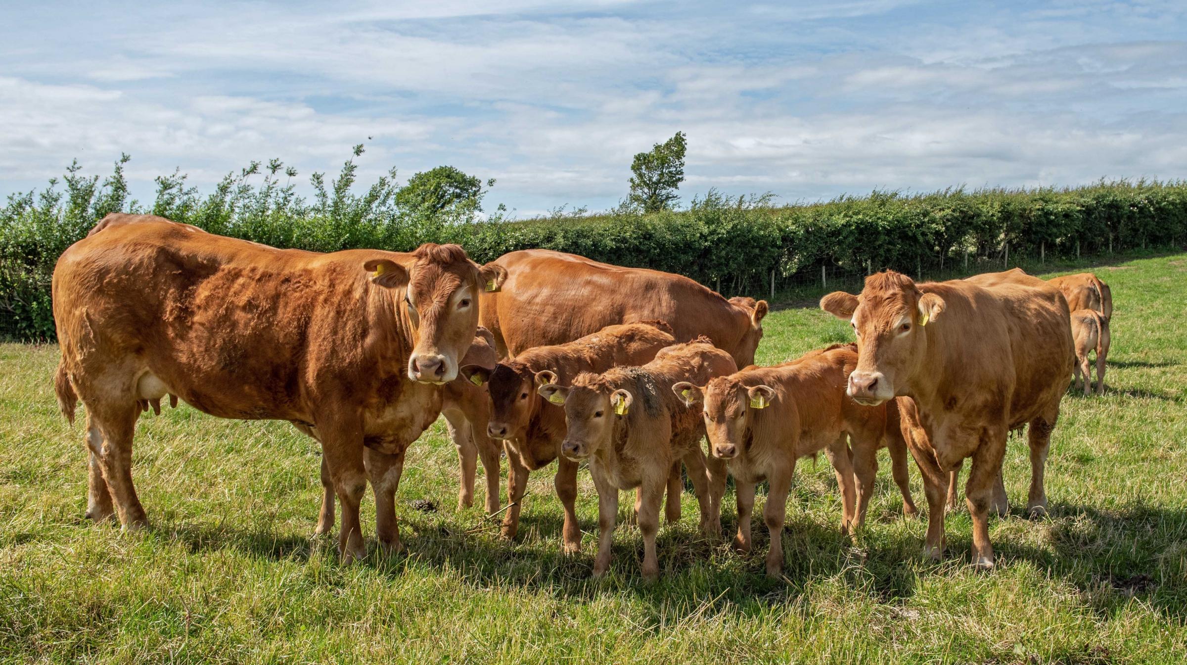 Limousin cows and calves