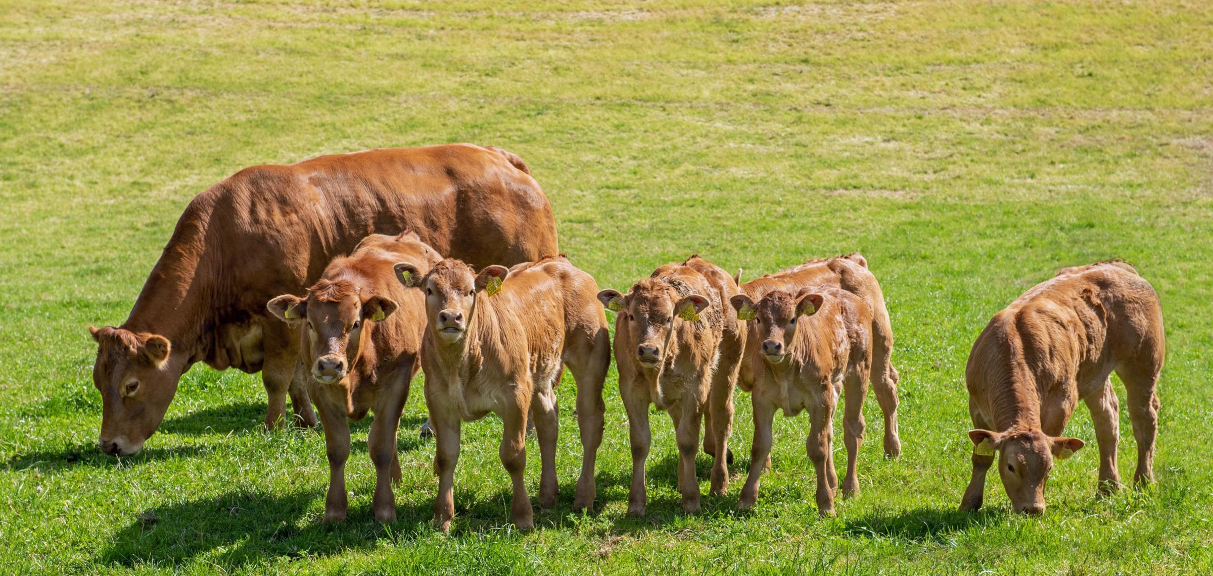 Limousin cows and calves