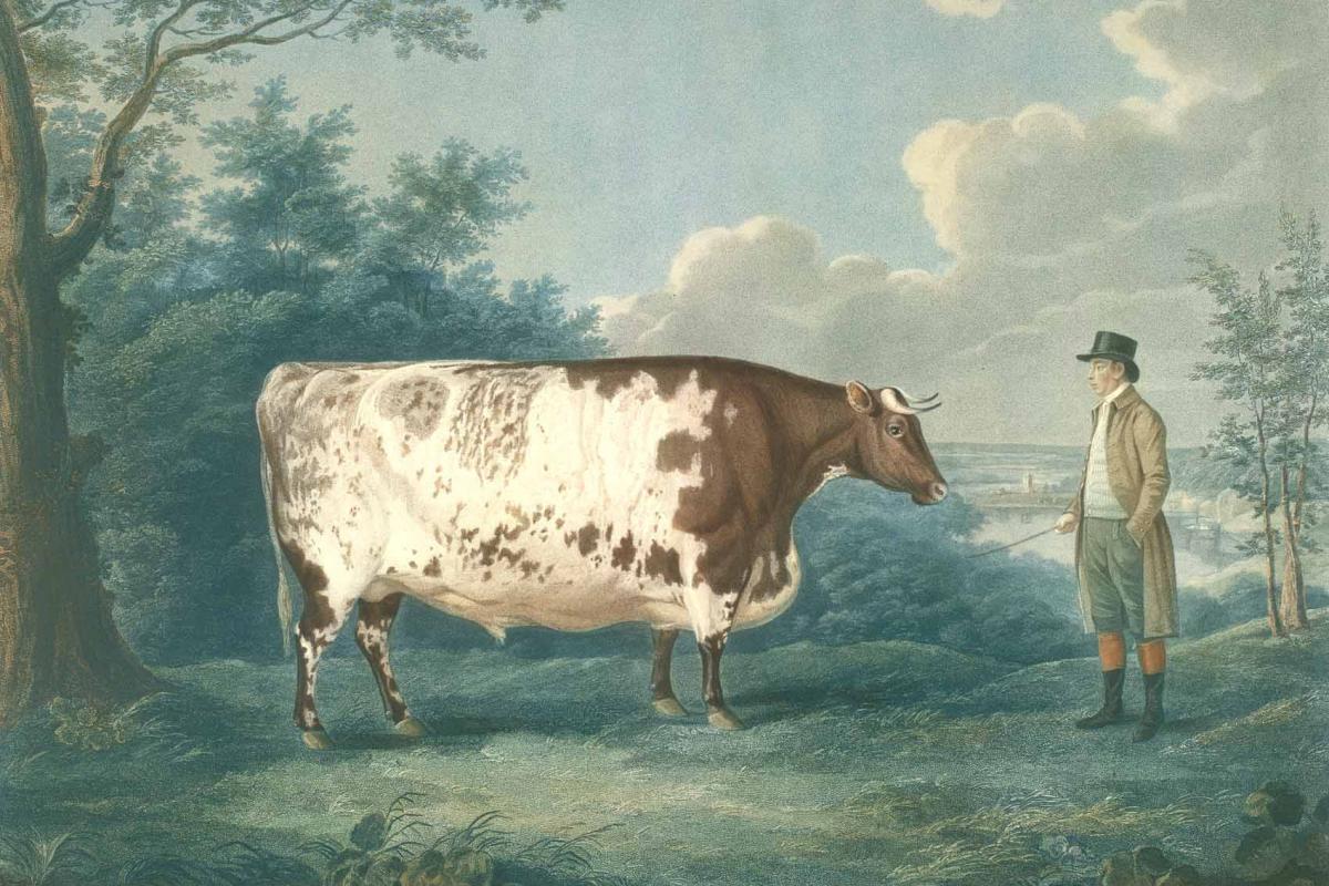 The Durham Ox, with showman John Day, was a travelling freak show because of its size 200 years ago