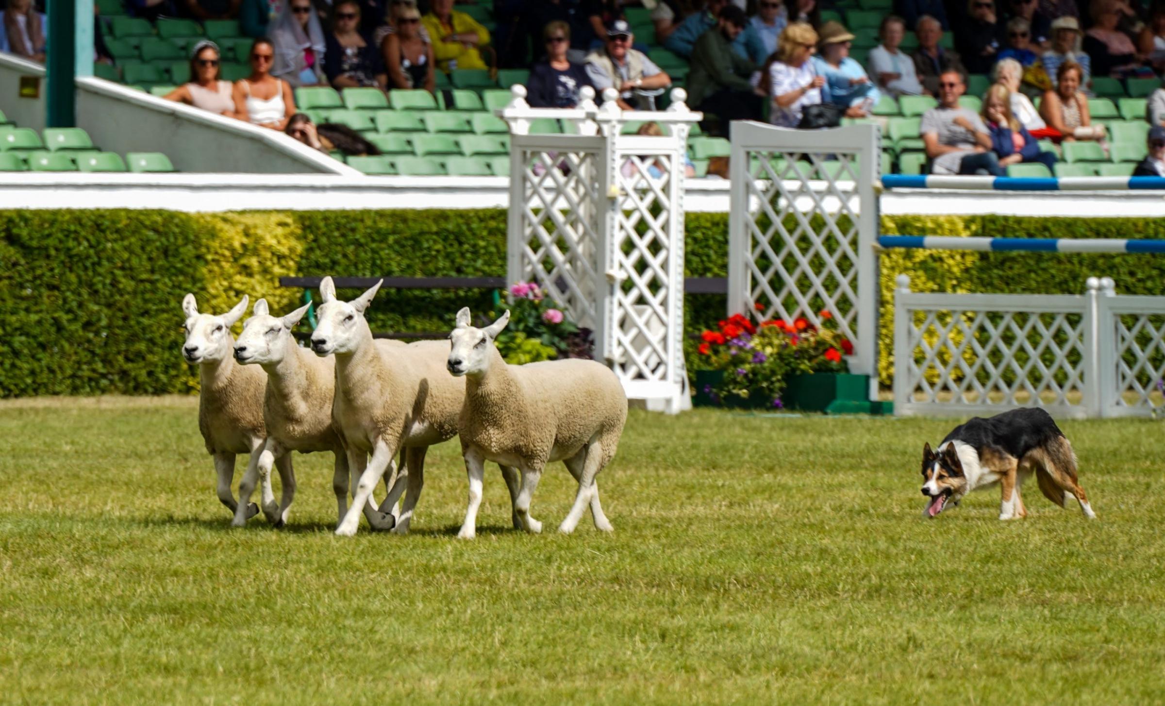 Sheep dog trials in the Main Ring proved a big hit
