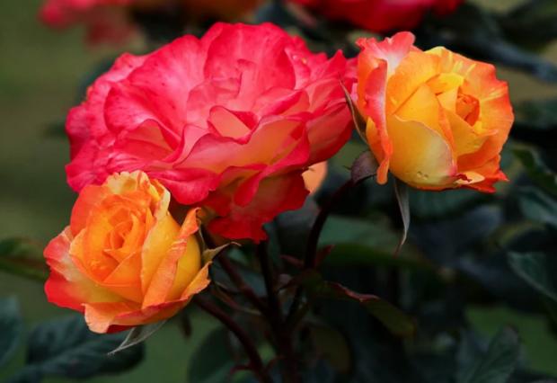 The Northern Farmer: How to grow roses (Canva)