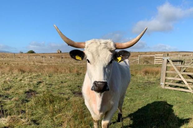 After featuring on the British landscape for more than 2,000 years, White Park cattle came perilously close to extinction in the 1970s