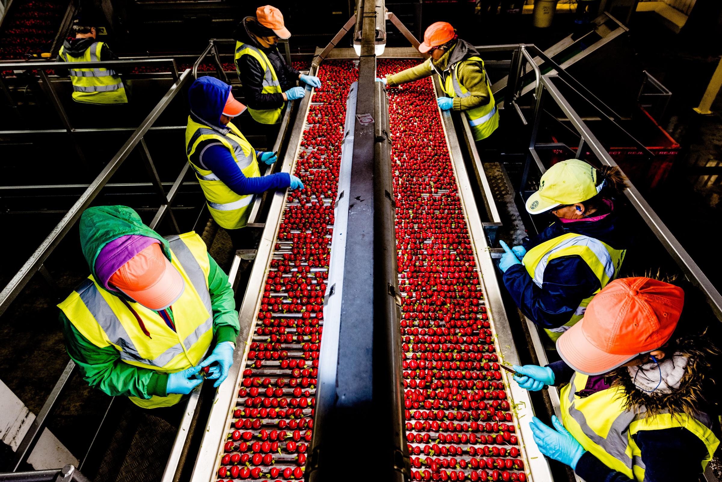 Workers sorting radishes on a production line at a farm in Norfolk