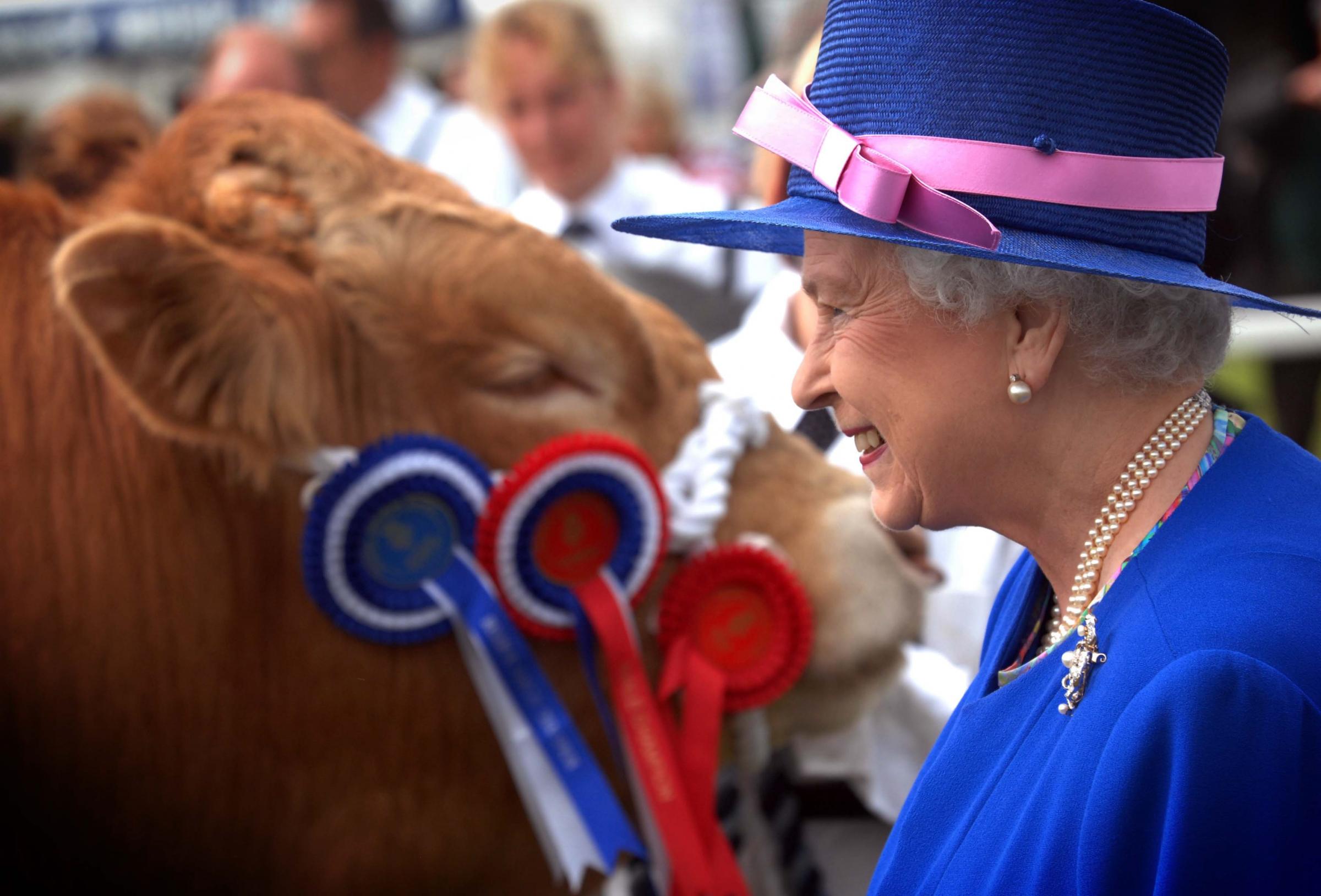 The Queen views cattle at the 150th Great Yorkshire Show in Harrogate in 2008