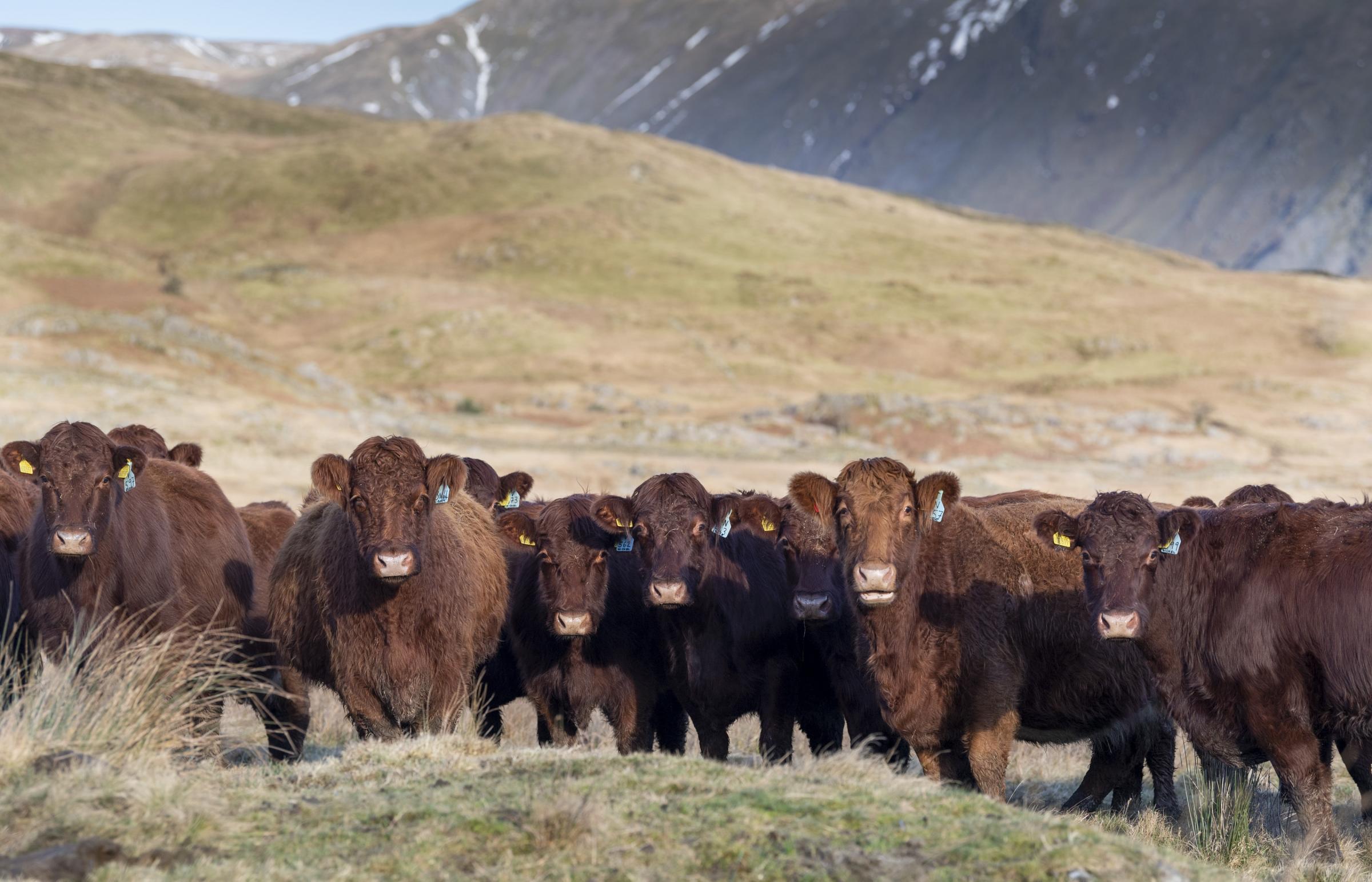 Herd of Luing cattle out on winter grazing on an upland moor in Lake District