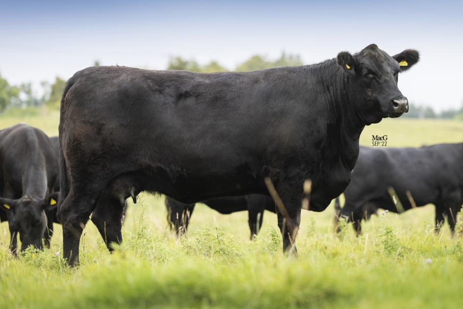 7800gns for cow and calf at Aberdeen-Angus highlight 