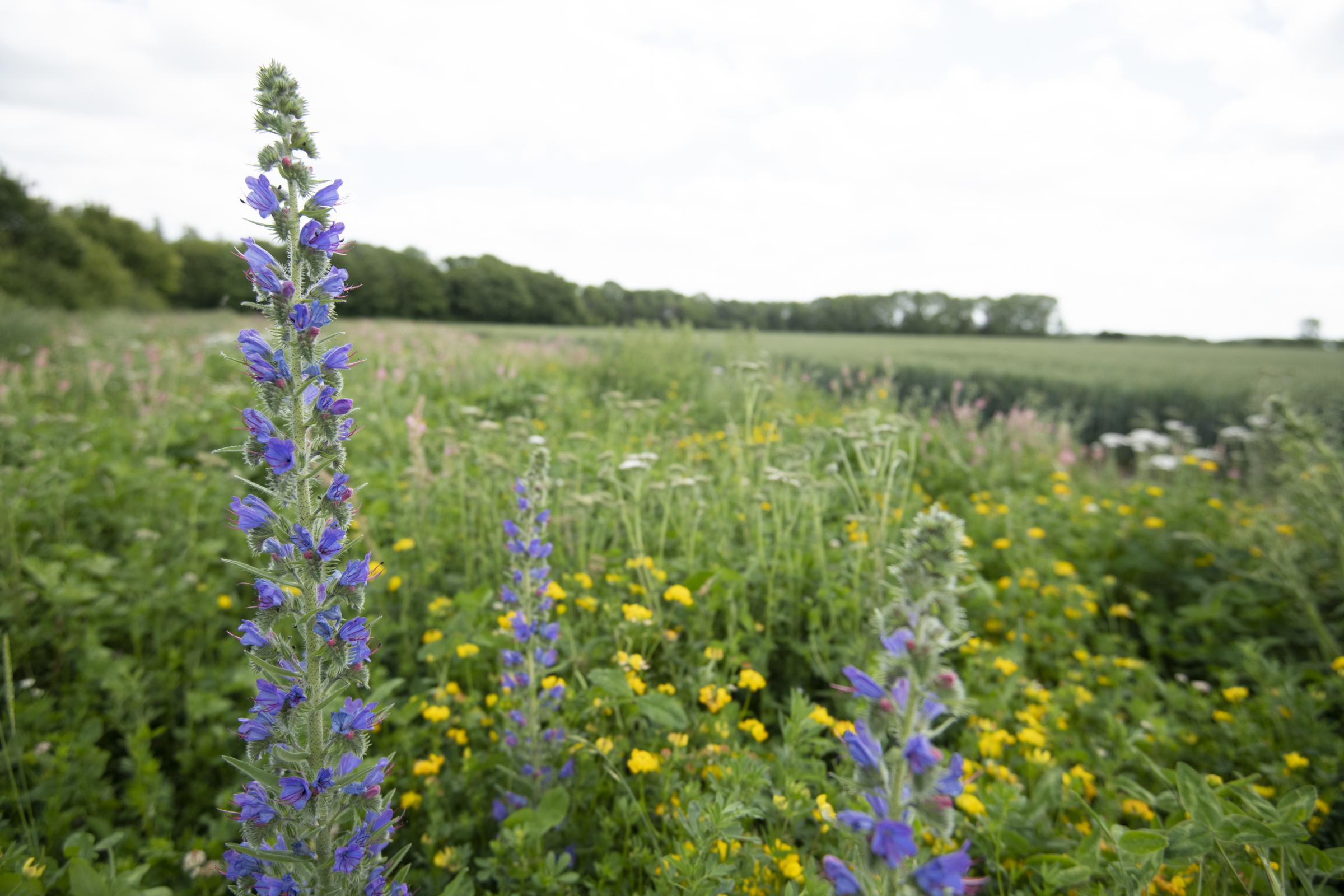 Wildflower margins at RSPB Hope Farm, Cambridgeshire, as bird populations increase on farms which devote around a tenth of their land to nature-friendly measures such as wild field margins, a study shows