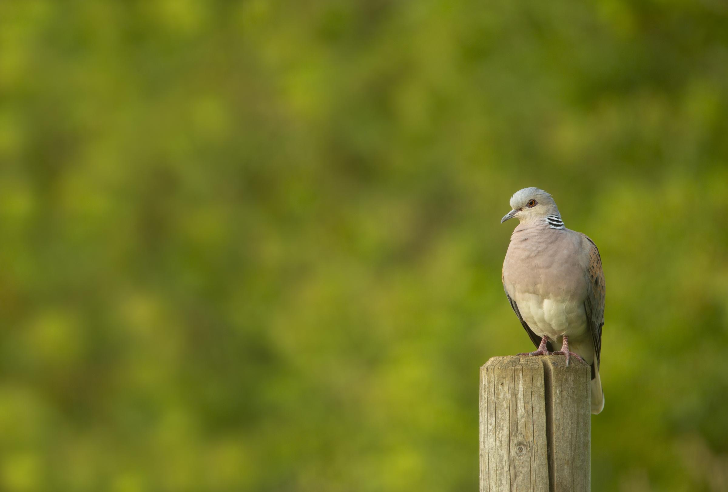 A turtle dove adult perched on fence post, in Lincolnshire, which is among the species which have seen a major decline in numbers