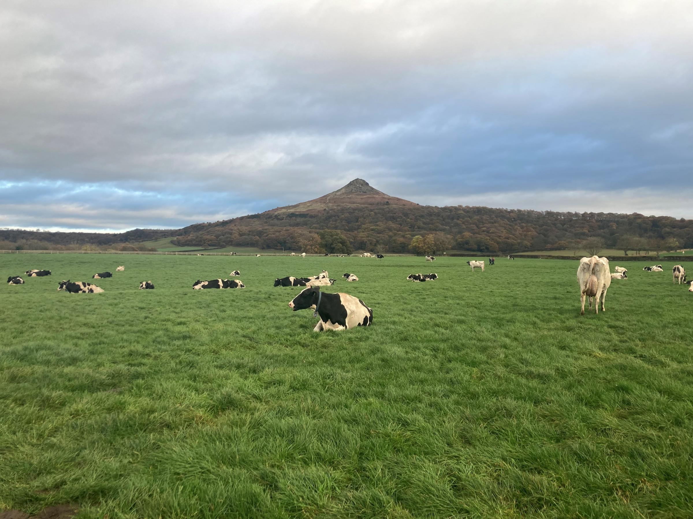 The cows at Whitegate Farm under the picturesque Roseberry Topping
