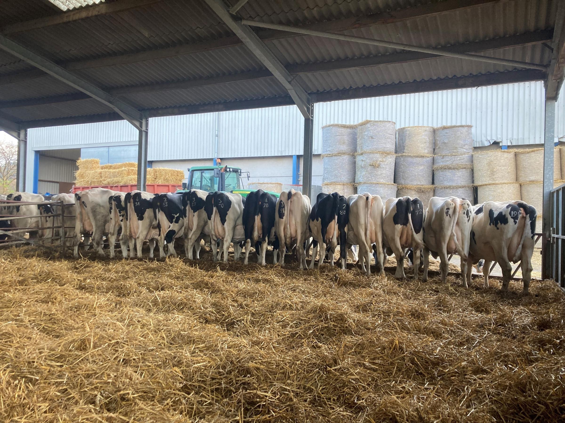 Dry cows at feeding time before the 2021 sale