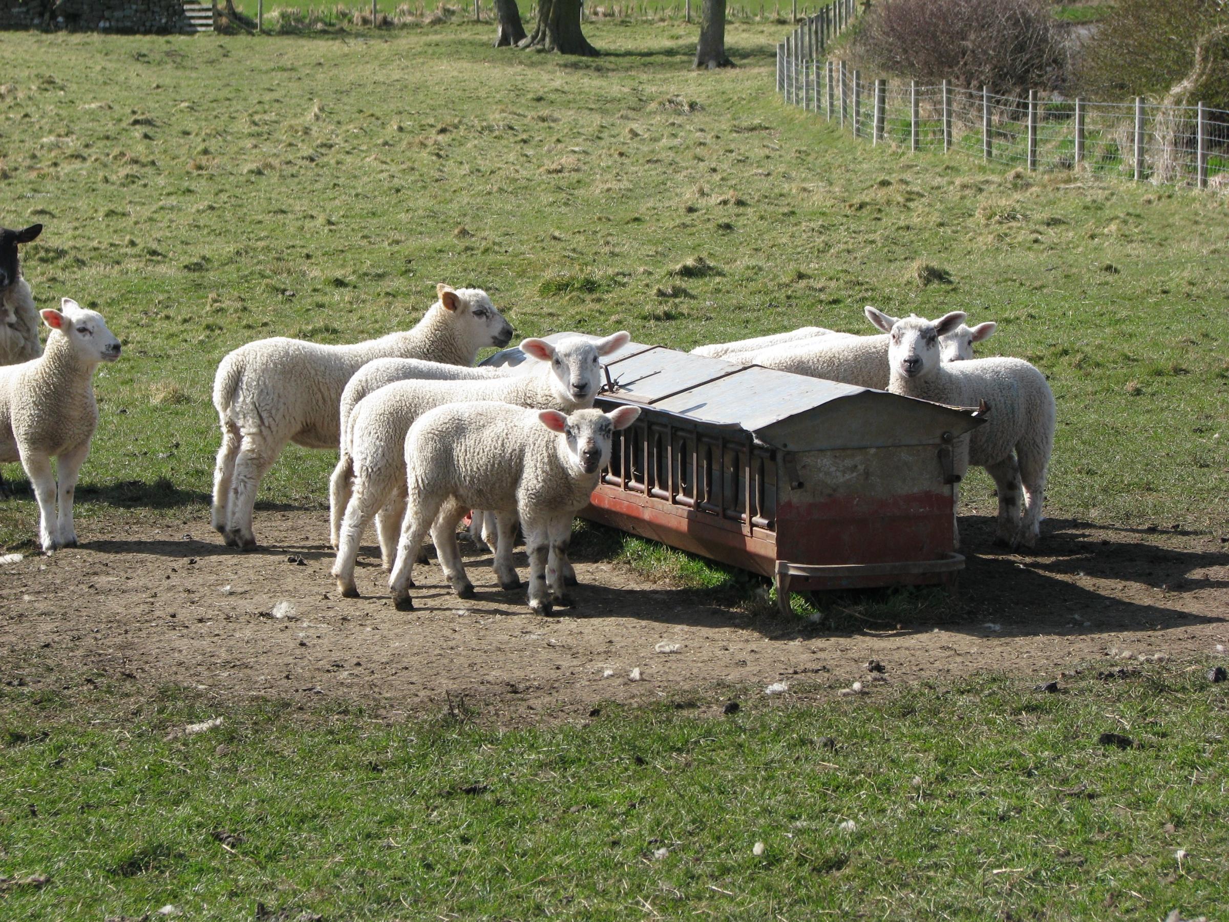 Creep feeding lambs help them maintain a healthy weight