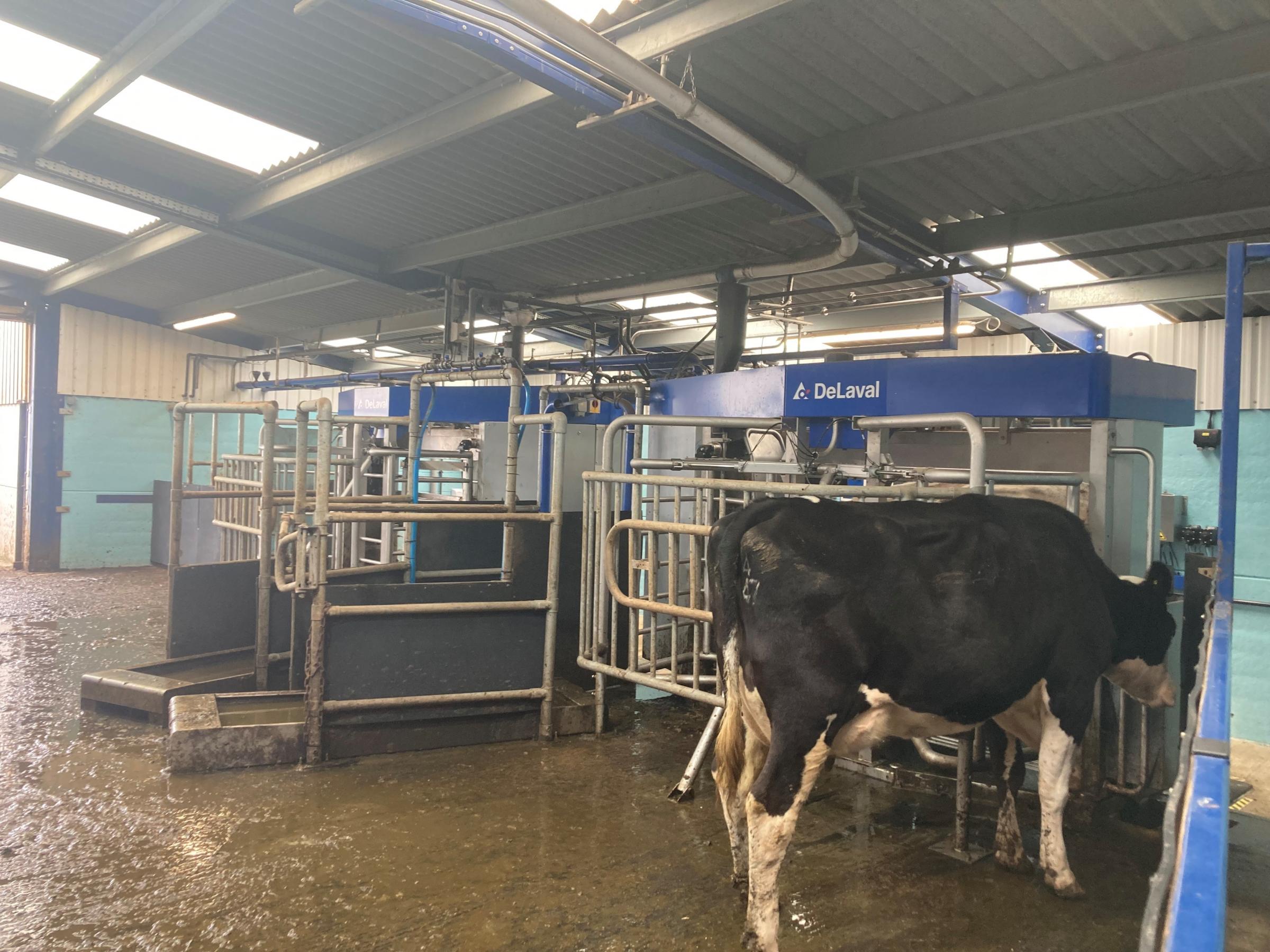 A montbeliarde cross cow about to enter the Delaval VMS V310 at Low Whinholme