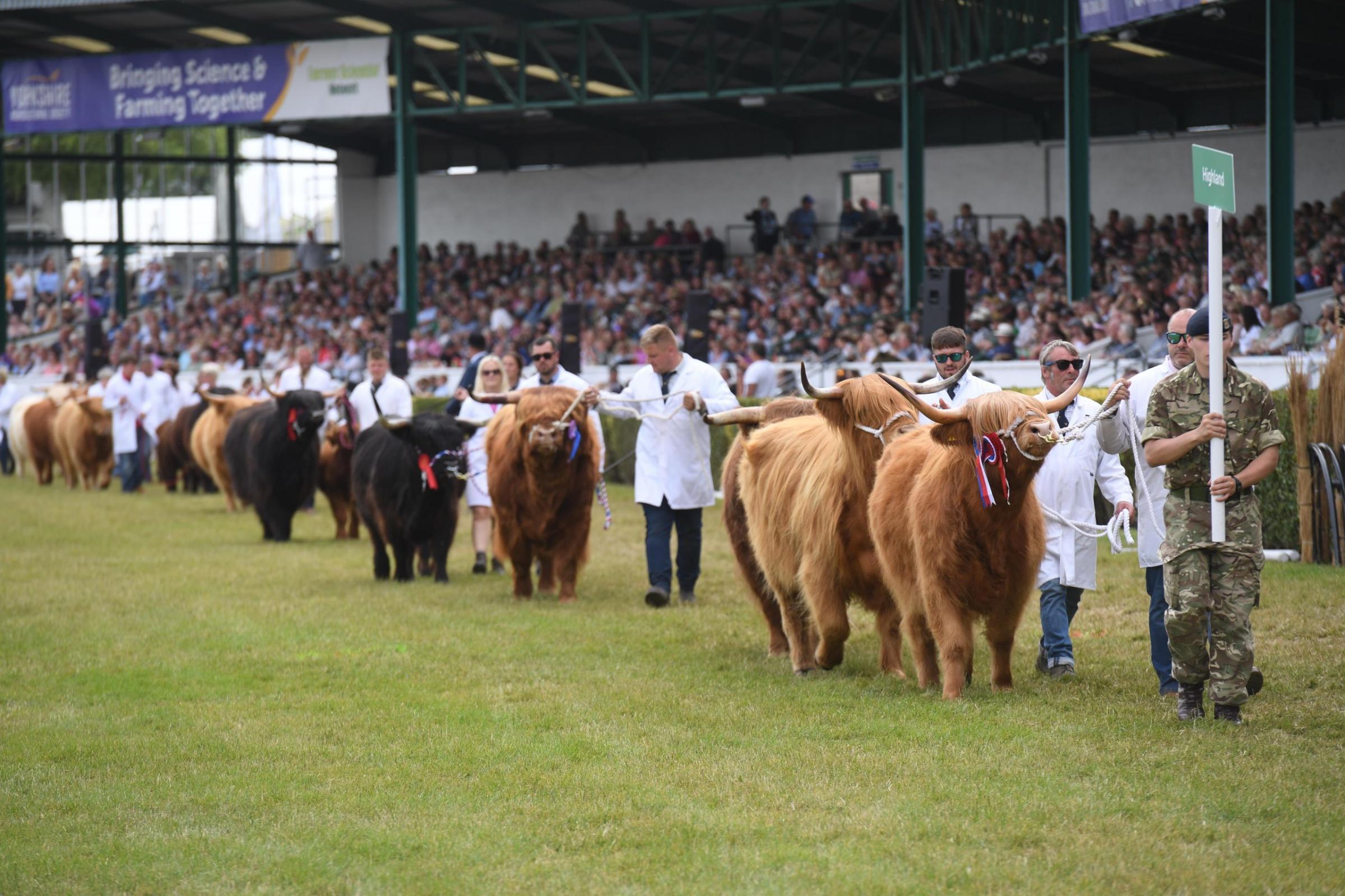 The grand cattle parade at the 2023 Great Yorkshire Show