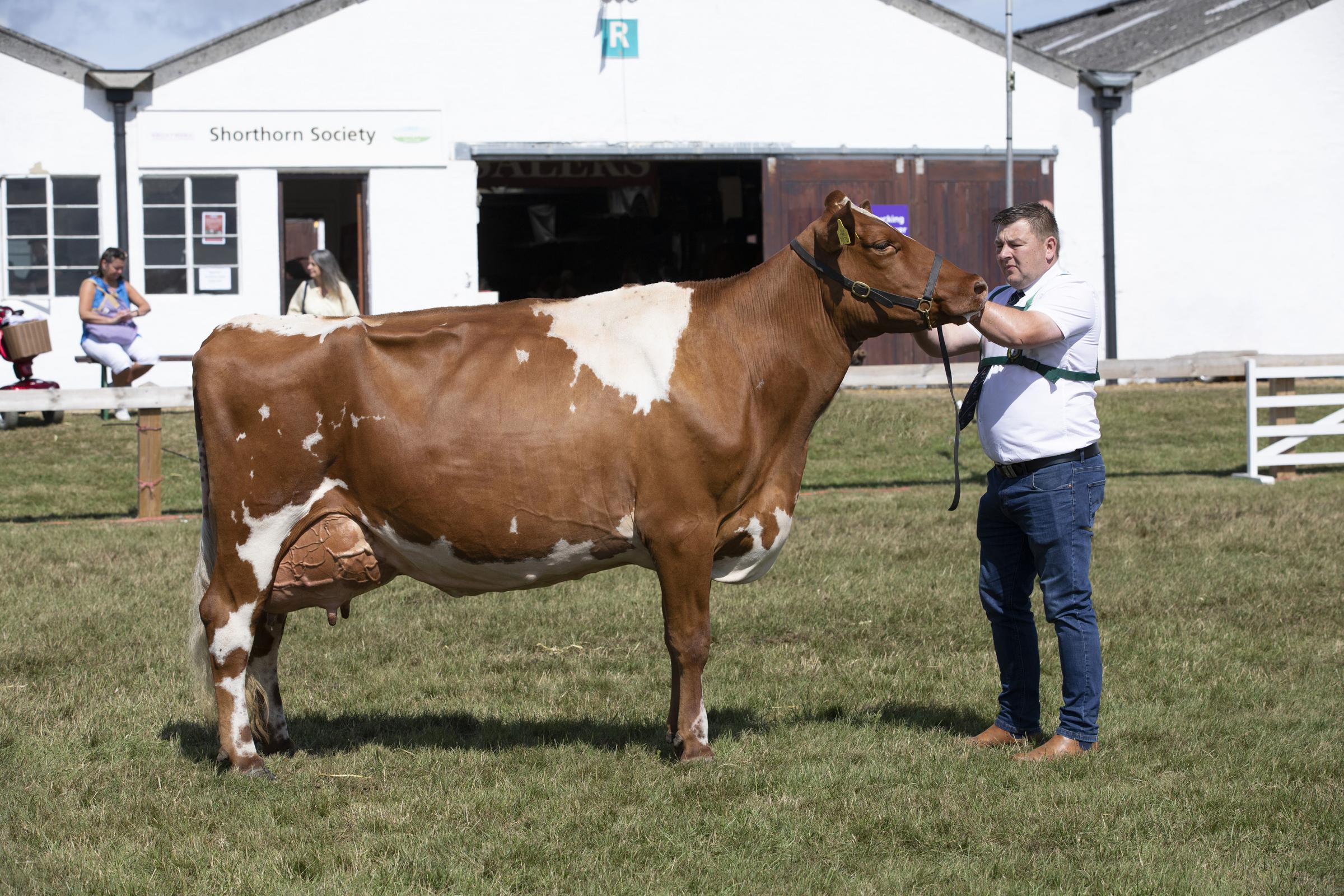 Supreme Dairy Champion at the Great Yorkshire Show. Dairy Shorthorn, Churchroyd Bronte Wildeyes 51, Handler and owner Ian Collins from Dewsbury
