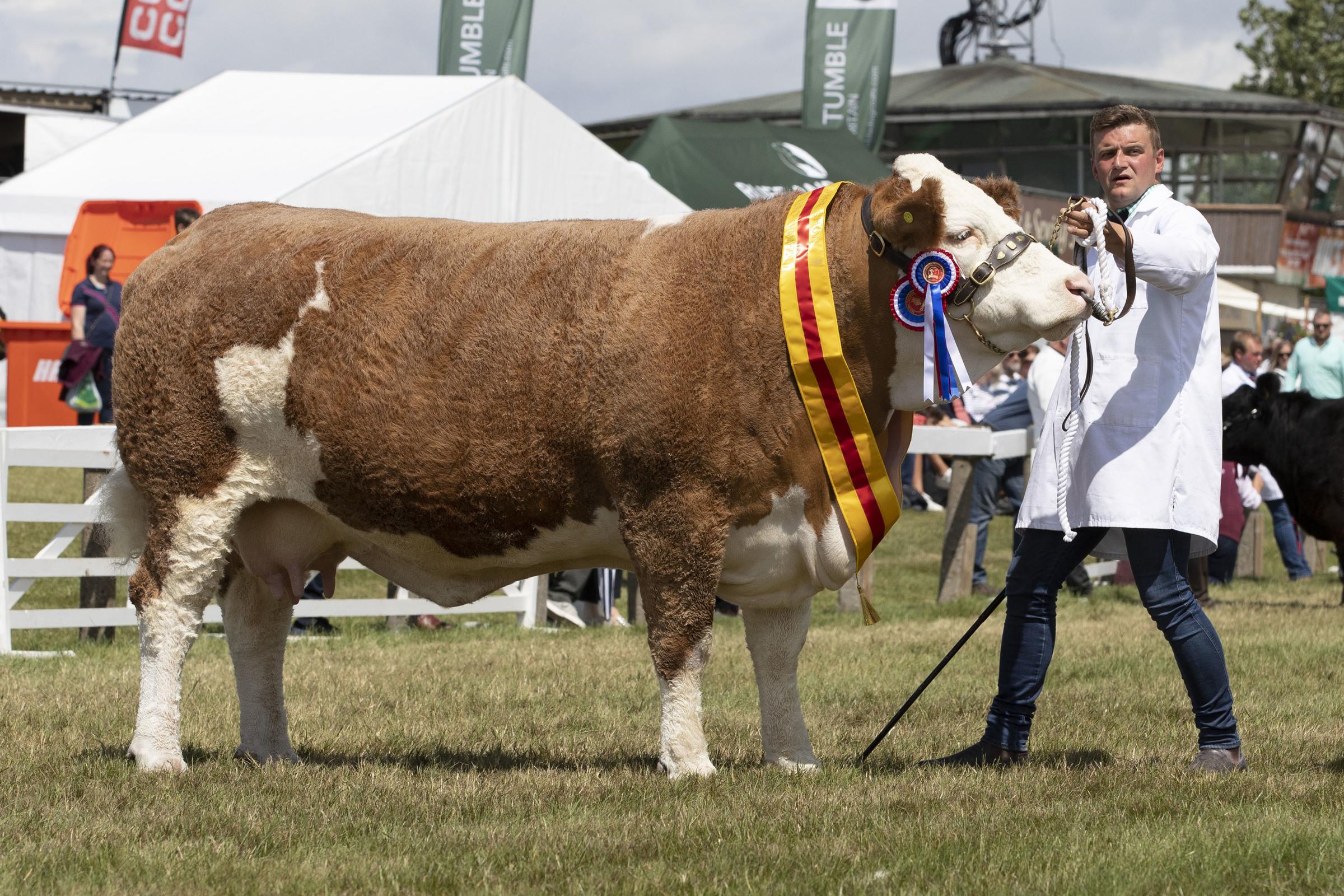 Supreme Beef Champion at the Great Yorkshire Show British Simmental Popes Princess Immie and bull calf at foot owned by the Wood family from Preston, Lancs