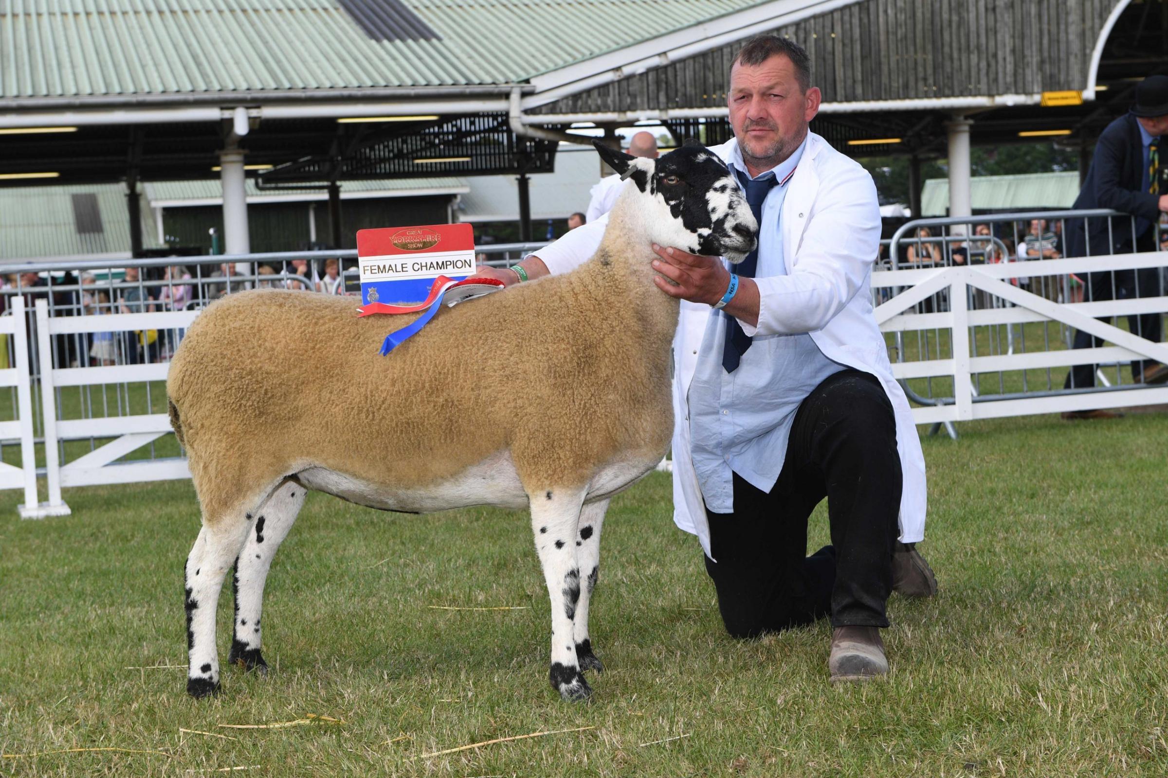 Commercial Female Champion Graeme Jackson from Mount Pleasant Farm, High Bentham with second sale gimmer lamb, North of England mule